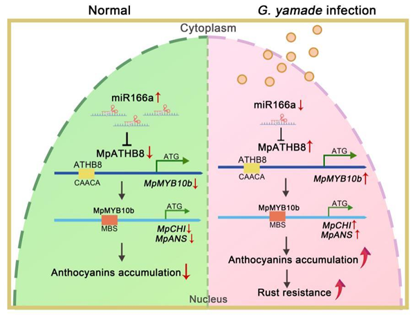 图2. 锈病胁迫下海棠中“miR166a-MpATHB8-MpMYB10b”调控网络模型_副本.png