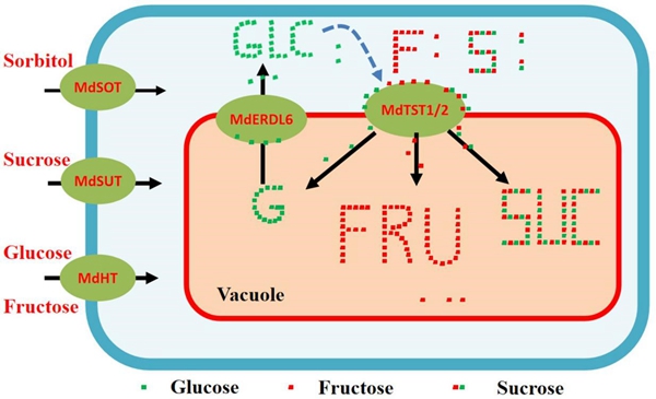 MdERDL6-1通过调控 TST12的表达影响糖在液泡中积累能力和果实糖含量_副本.jpg