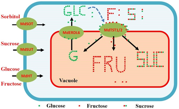 ce6e20d68d2a4c9f9115688df6650dd6.jpg MdERDL6-1通过调控 TST12的表达影响糖在液泡中积累能力和果实糖含量_副本.jpg