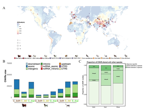 02e1ab2e422c4d6a814f95f2481bfa31.jpg 图1 样本分布和CNV数据集组成情况_副本.jpg