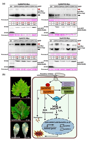 过量表达VpCDPK913提高葡萄白粉病抗性的工作模型_副本.jpg