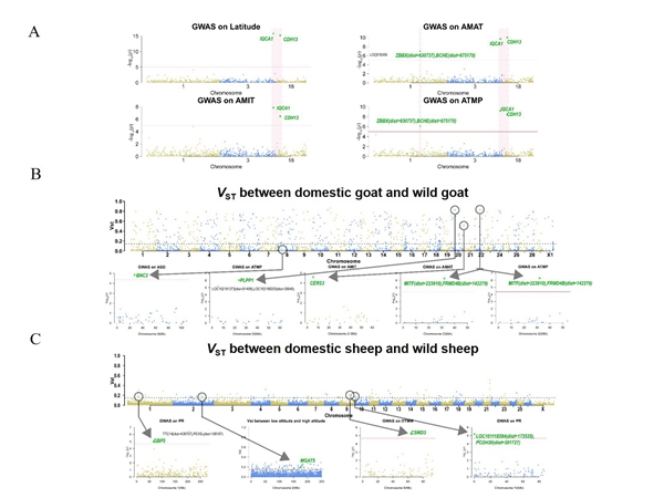 83b65126ddb4439faed8e650b461a8dc.jpg 图2 基于受选择分析挖掘到的物种与环境适应性相关的CNV区域_副本.jpg