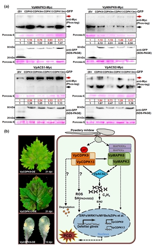 58844085cc494e8fa6c315597e82e4d1.jpg 过量表达VpCDPK913提高葡萄白粉病抗性的工作模型_副本.jpg