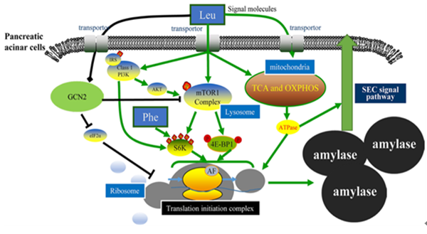 亮氨酸调控胰腺外分泌的机制.png