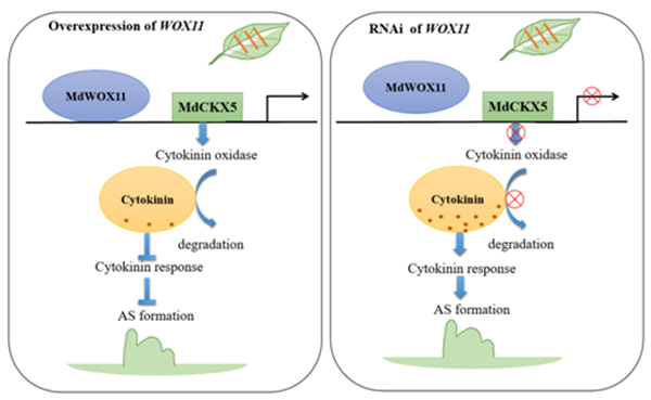 图2 MdWOX11调控MdCKX5转录介导苹果不定芽发生工作模型_副本.png
